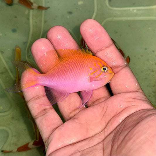 Fathead Sunburst Anthias 3”
(Serranocirrhitus latus)