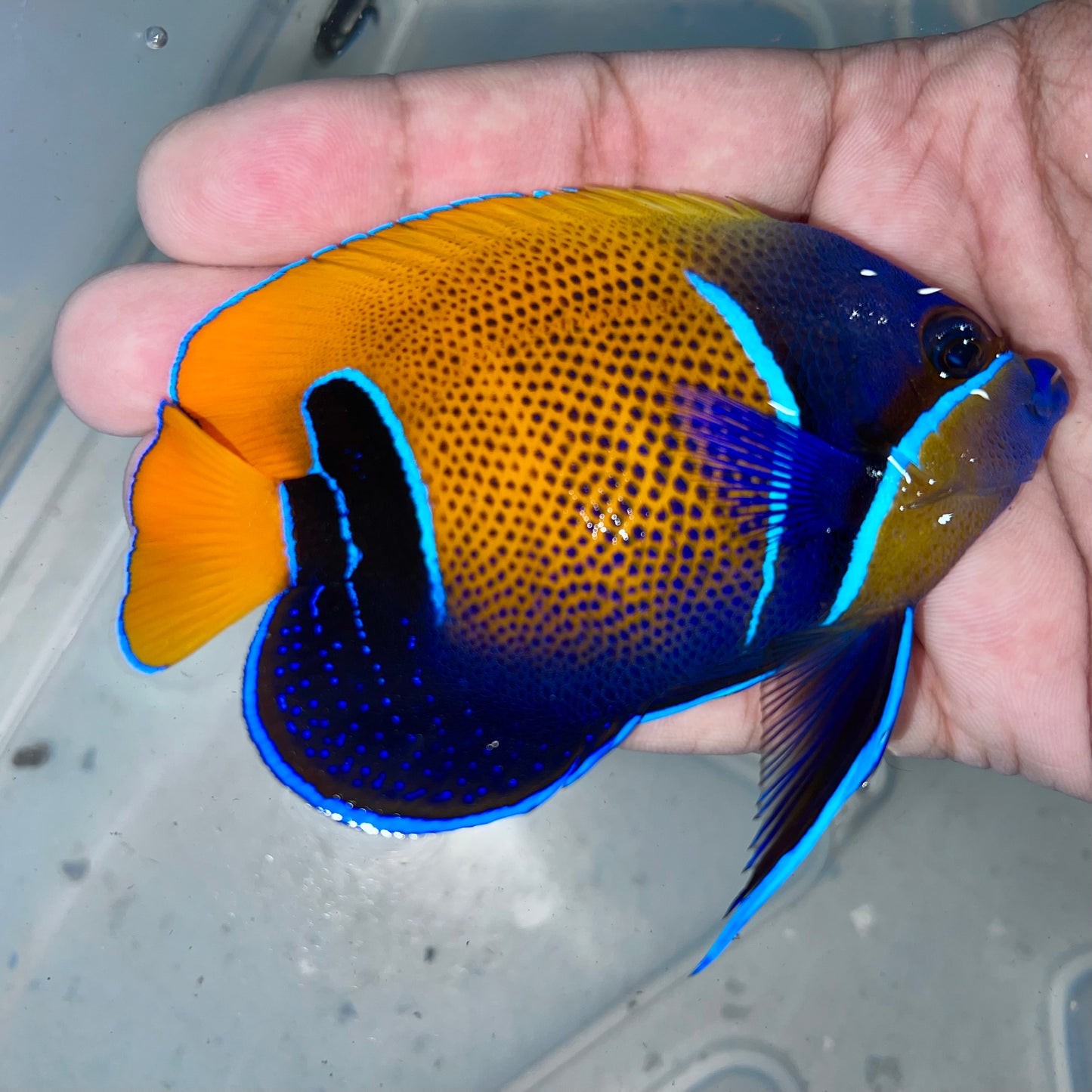 Majestic Angelfish 3.5-4” (Pomacanthus navarchus)