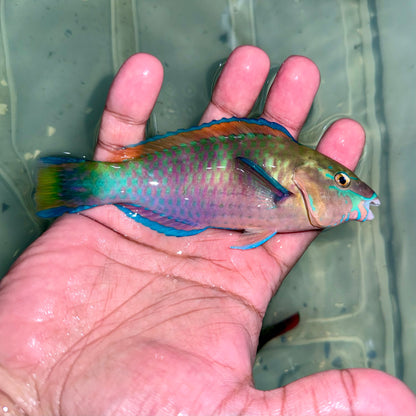 Quoyi Parrotfish 4-5” (Scarus quoyi)