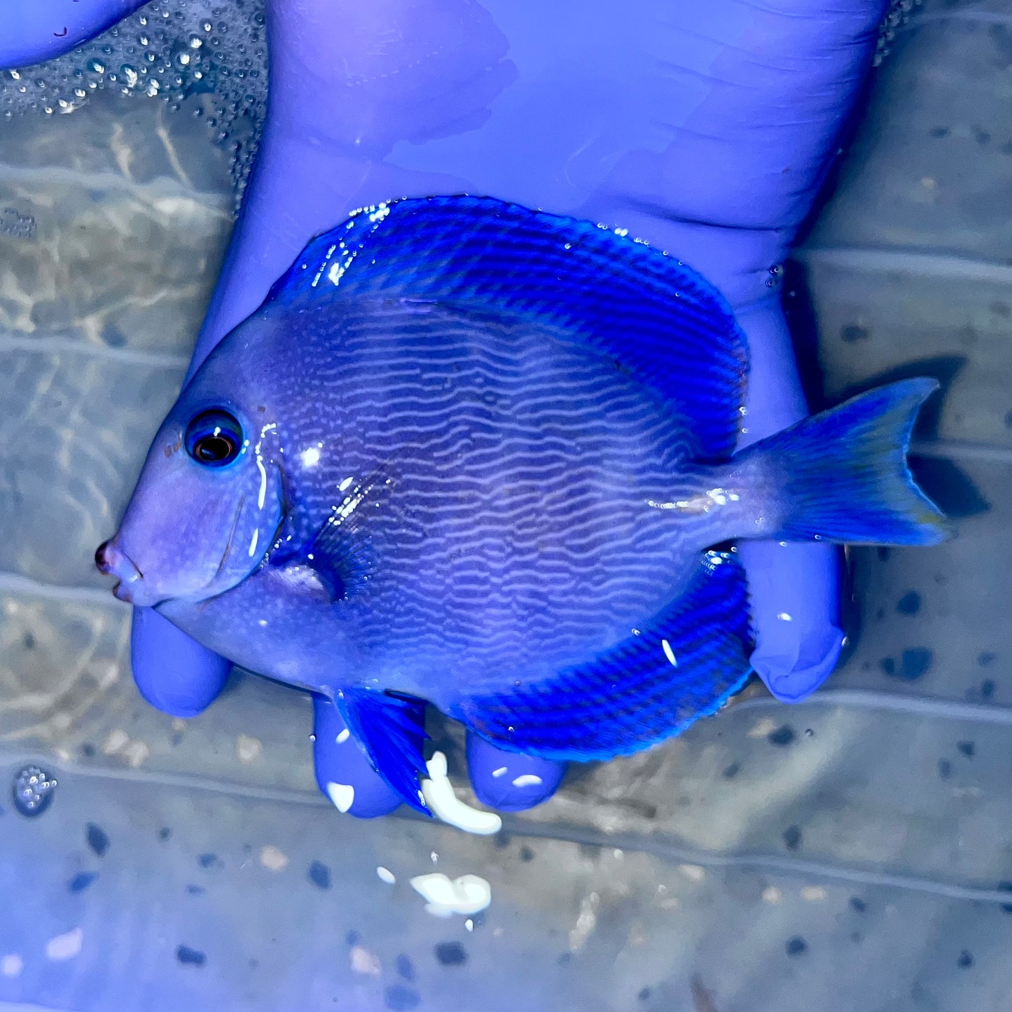 Caribbean/Atlantic blue tang 4-5” (Acanthurus Coeruleus)