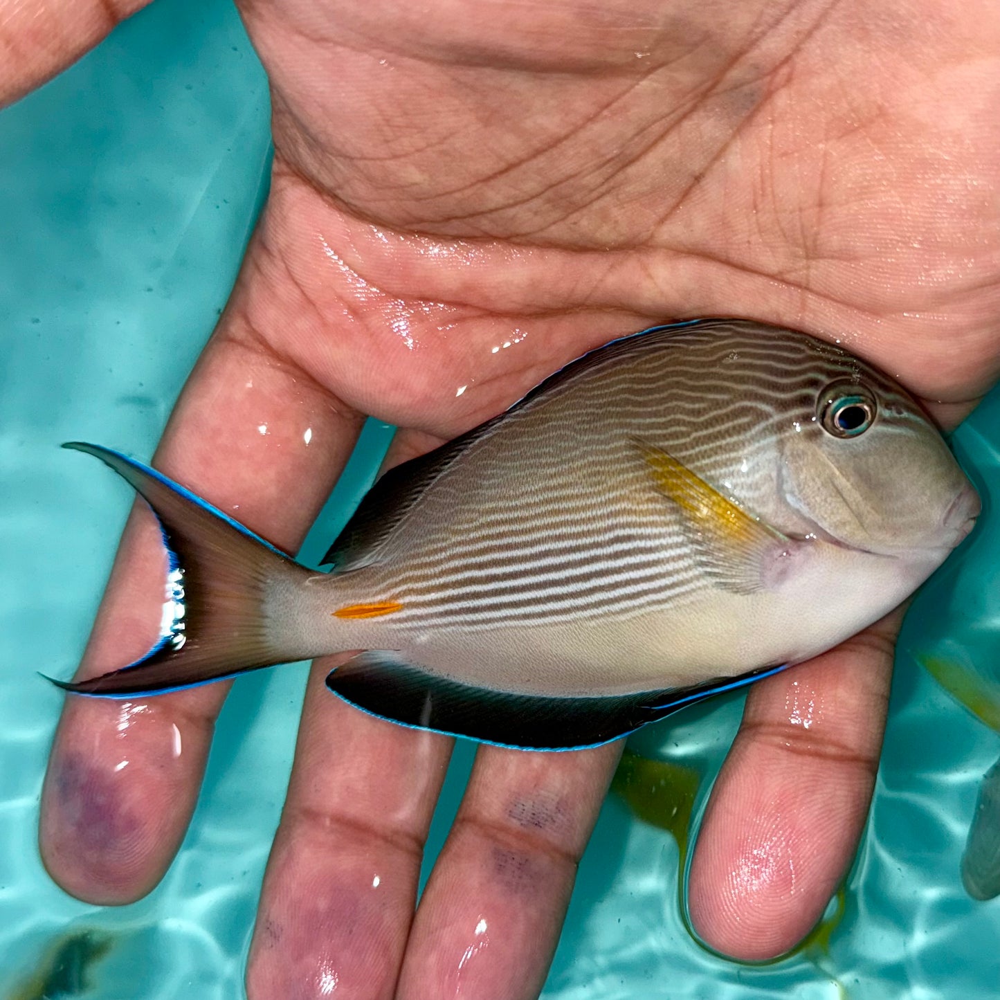 Sohal tang 3-4” (Acanthurus sohal)