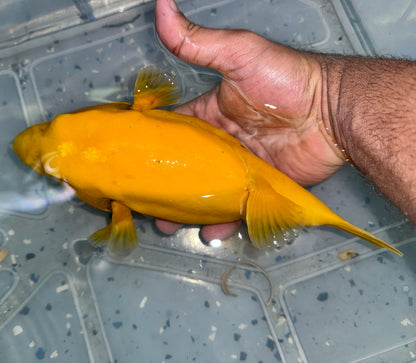 Golden Puffer 9” Christmas Island (Arothron meleagris)