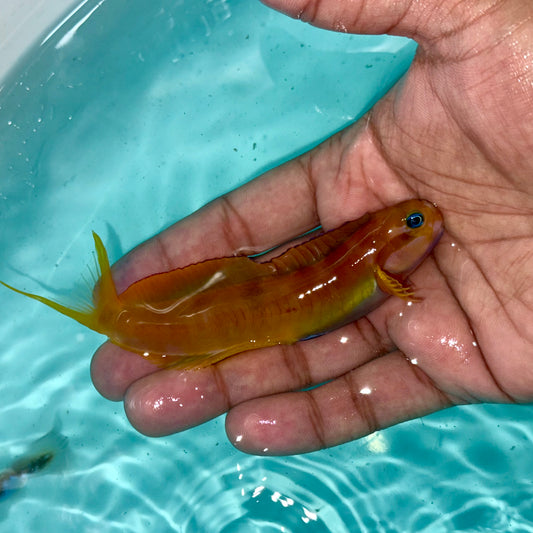 Midas Blenny 3-4”  
(Ecsenius midas)
