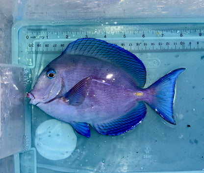 Caribbean/Atlantic blue tang 7.5-8” (Acanthurus Coeruleus)