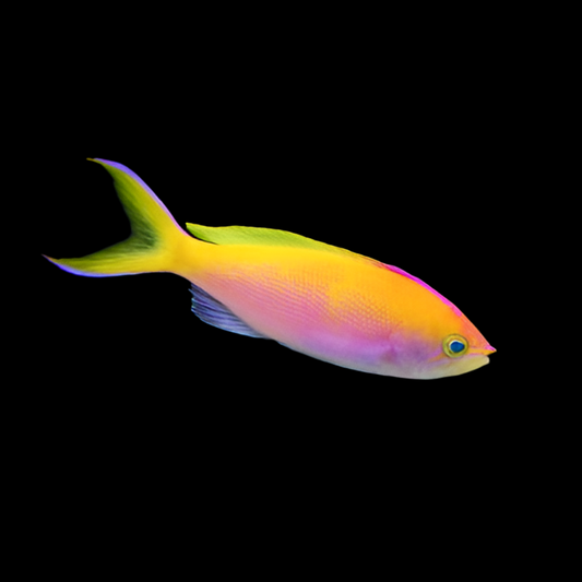 Bartlett's Anthias Female 2”
(Pseudanthias bartlettorum)