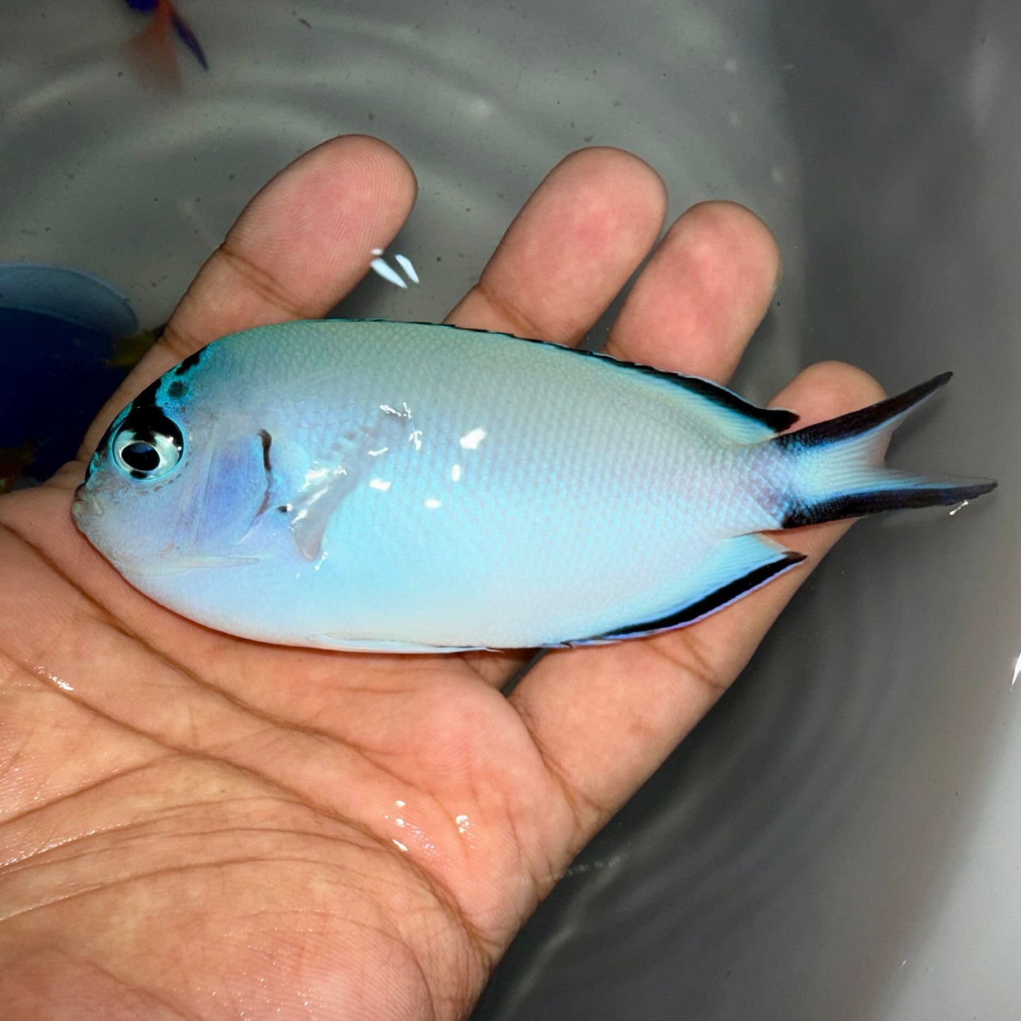 Watanabei Angelfish female 4-5”
(Genicanthus watanabei)