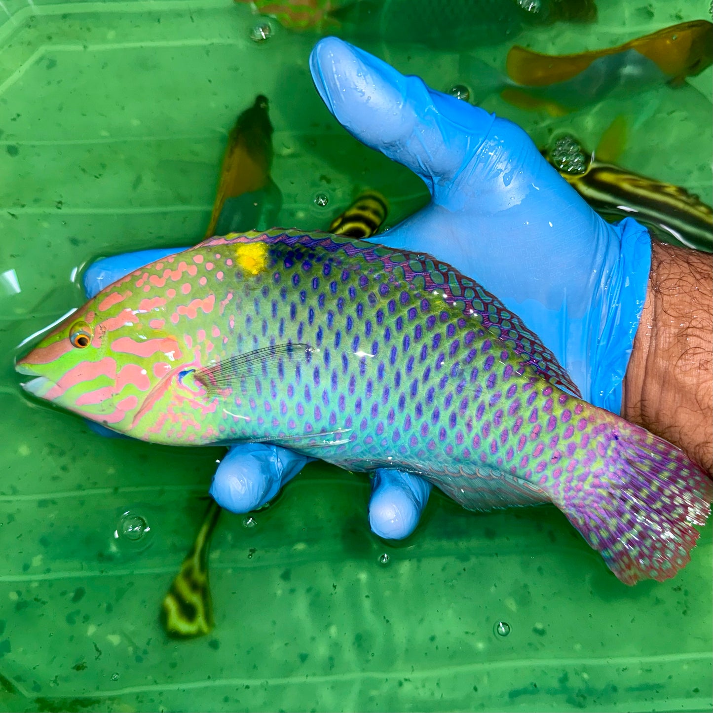 Checkerboard wrasse super male 9-10” (Halichoeres hortulanus)