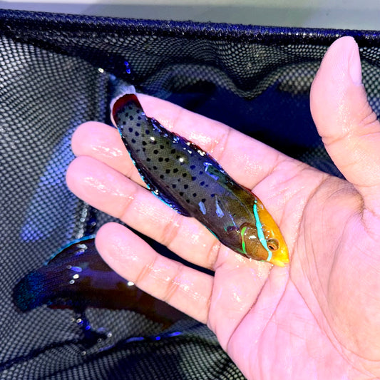 Formosa wrasse 4-5” (Coris formosa)