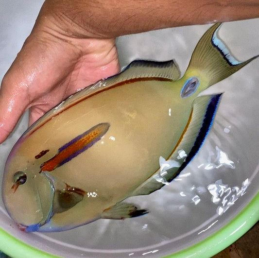 Orange Shoulder Tang x Lieutenant Tang Hybrid 12” (Acanthurus tennenti x Acanthurus olivaceus)