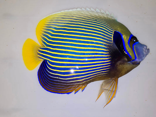 Emperor Angelfish 11-12” (Pomacanthus imperator)