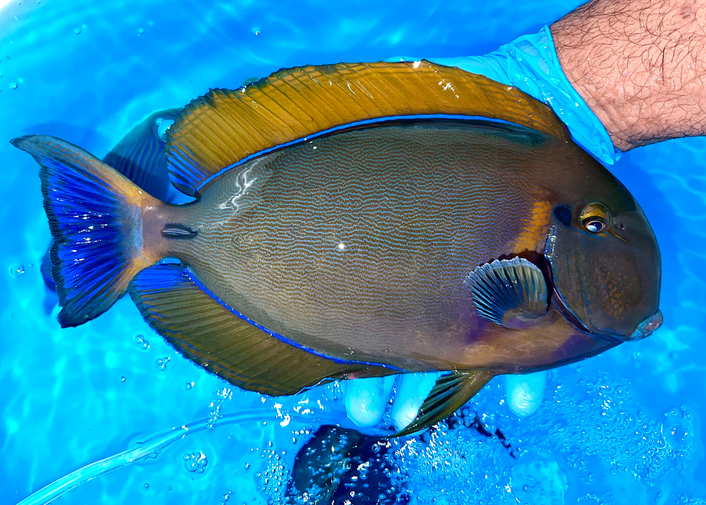 Bariene Tang 11-12" (Acanthurus bariene)