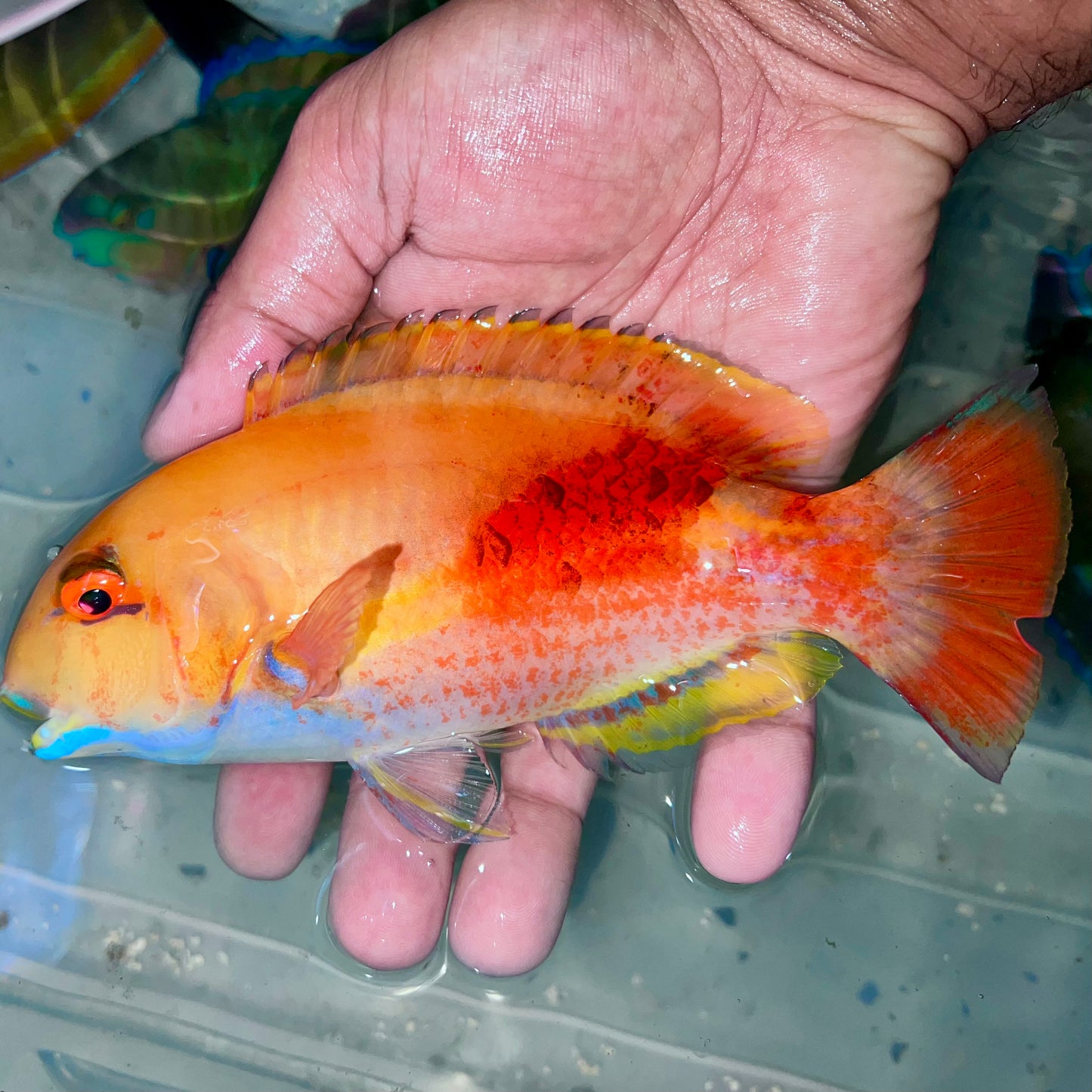 Eyebrow tusk fish 5-6” female (Choerodon zamboangae)