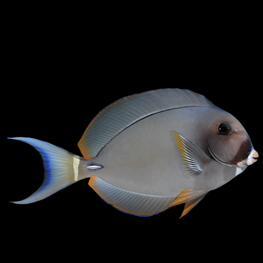 White Face Tang 6-7”
(Acanthurus leucocheilus)