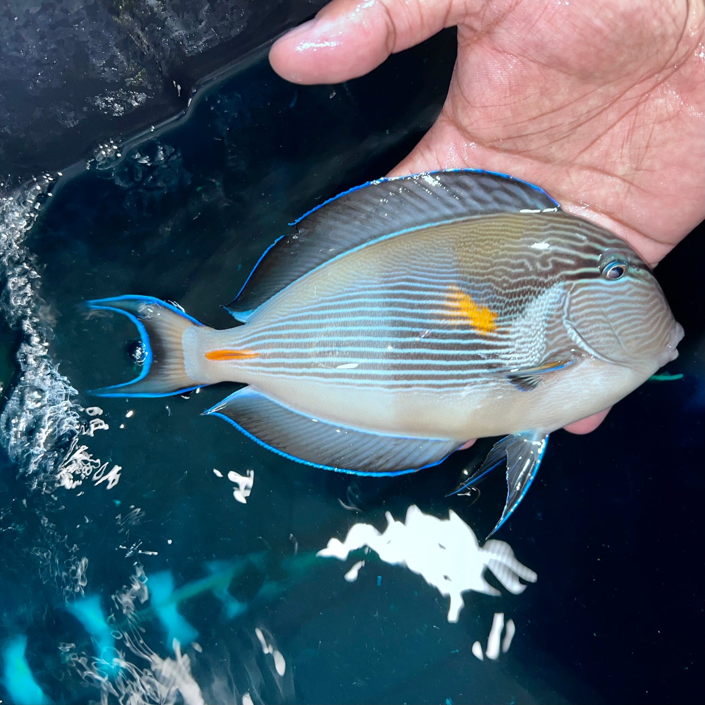 Sohal tang 8-9” (Acanthurus sohal)