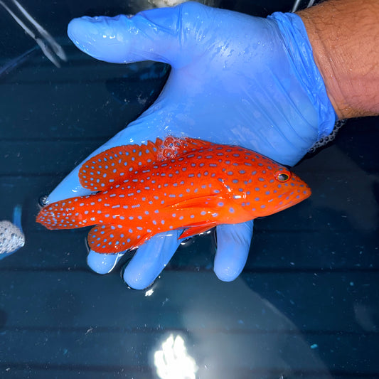 Miniatus Grouper 6-7" (Cephalopholis miniatus)