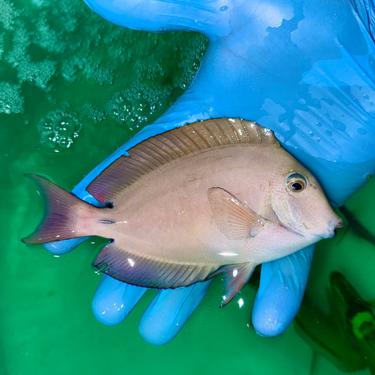 Lavender Tang 5-6” (Acanthurus nigrofuscus)