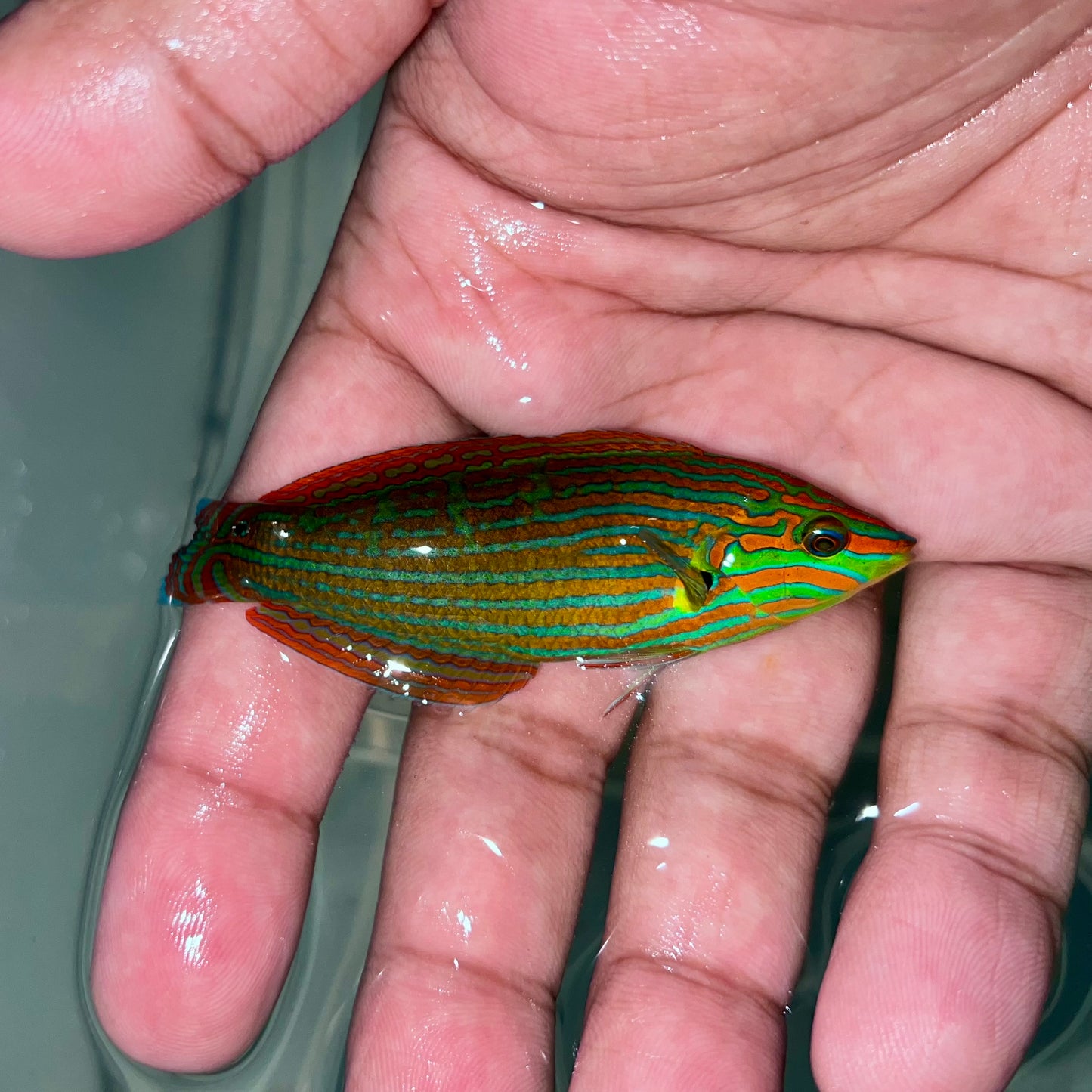 Melanarus wrasse 3” (Halichoeres melanurus)