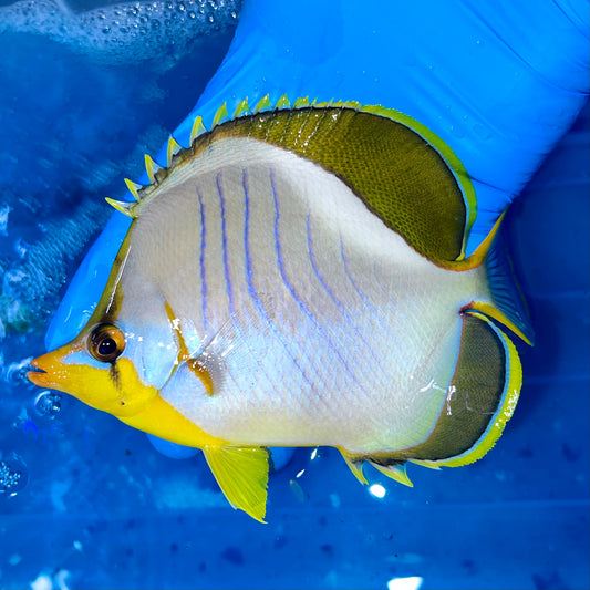 Golden head butterfly 4-5” (Chaetodon xanthocephalus)