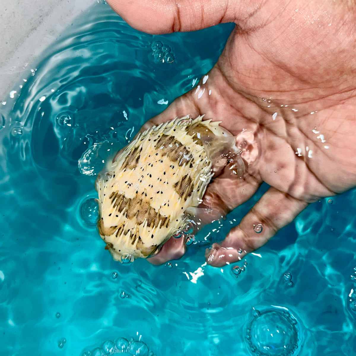 Porcupine Pufferfish 3-4" (Diodon holocanthus)