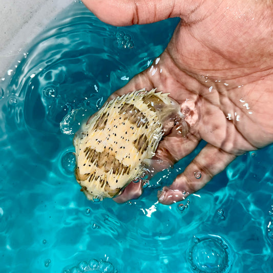 Porcupine Pufferfish 3-4" (Diodon holocanthus)