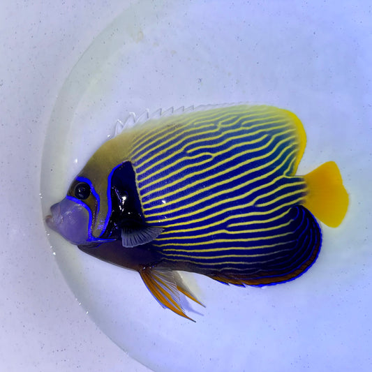 Orange tail Emperor Angelfish 7.5-8” (Pomacanthus imperator)