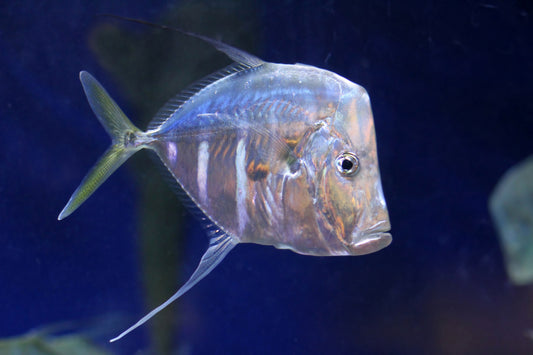 Threadfin Lookdown 9-10” (Selene vomer)