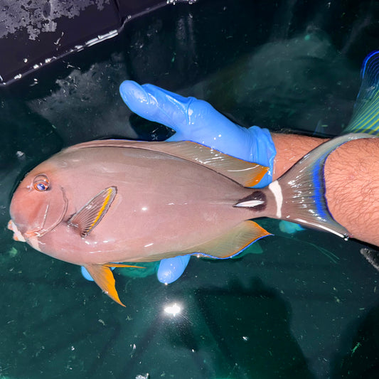 White Face Tang 12” (Acanthurus leucocheilus)