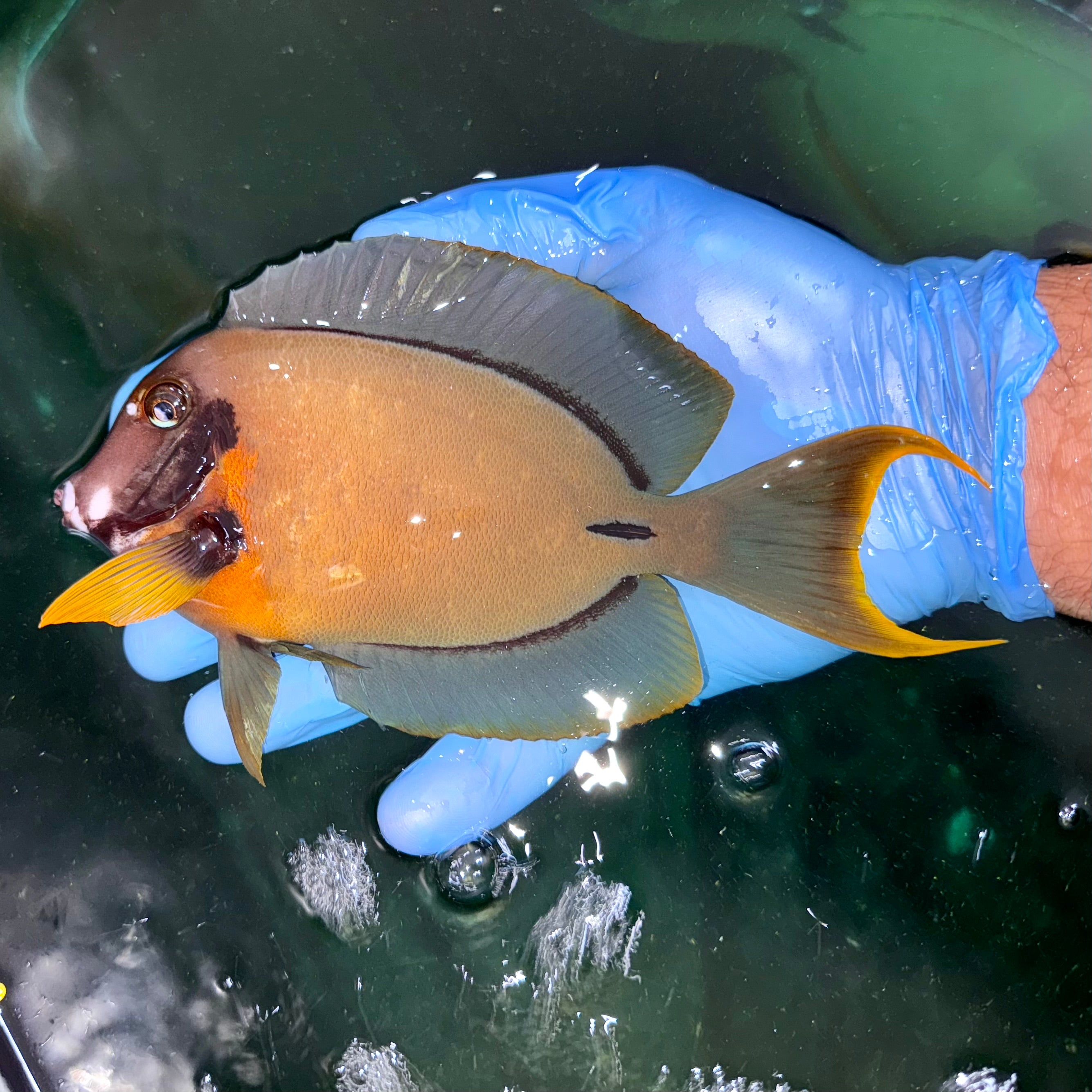 Candy Tang Chocolate Tang 7” (Acanthurus pyroferus) – Tropical tides aquatics
