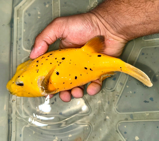 Golden Puffer 8-9” Africa (Arothron meleagris)