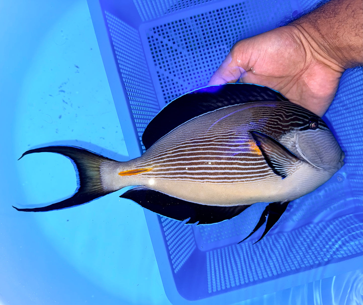 Sohal tang 11” (Acanthurus sohal)