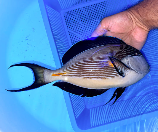 Sohal tang 11” (Acanthurus sohal)