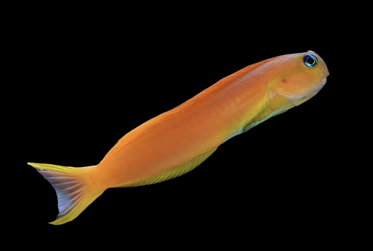 Midas blenny 3-4” (Ecsenius midas)