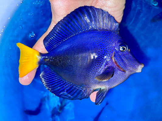 Purple tang 5-6” (Zebrasoma xanthurum)