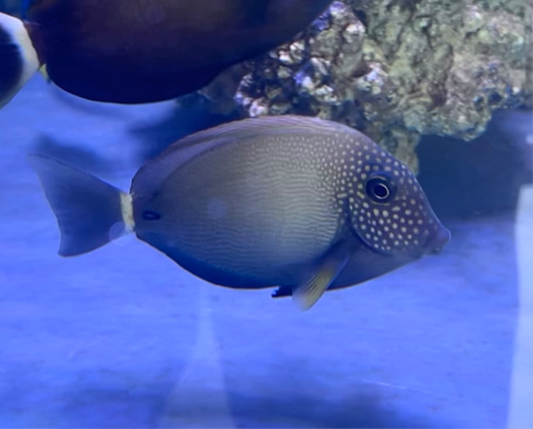 Maculiceps Tang 3-4”
(Acanthurus maculiceps)