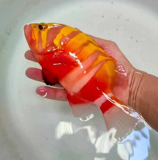 Neptune Grouper 7-8" (Cephalopholis igarashiensis)