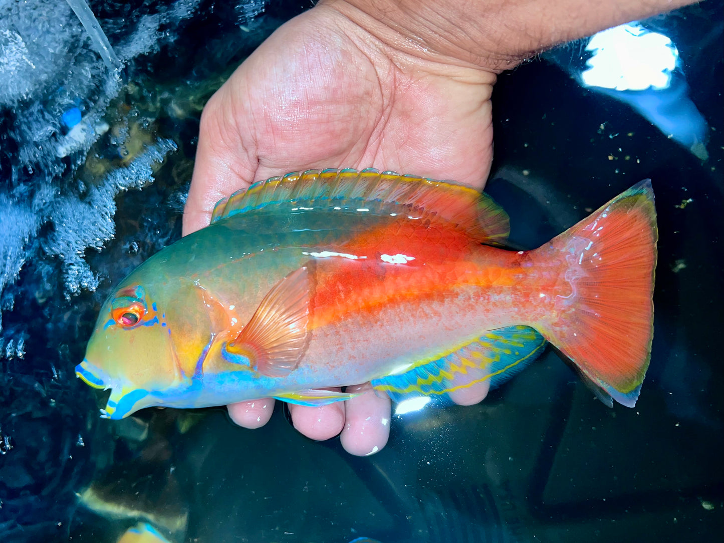 Eyebrow tusk fish 9-10” male (Choerodon zamboangae)