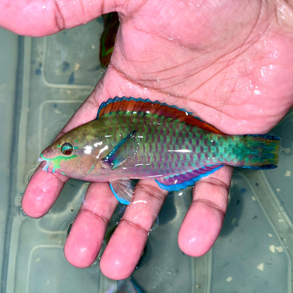 Quoyi Parrotfish 4-5” (Scarus quoyi)