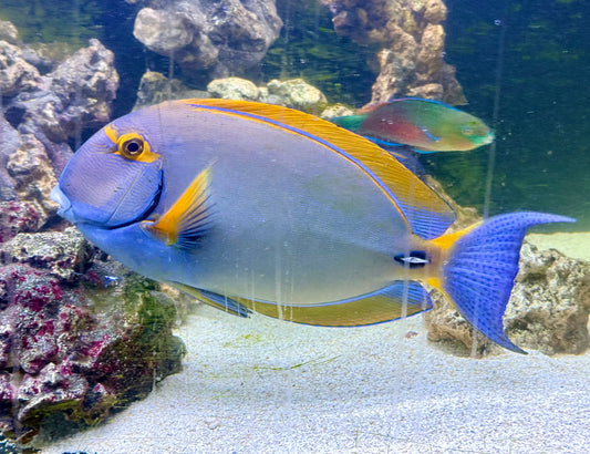 Dussumeri Tang 20” (Acanthurus dussumieri) airport to airport only