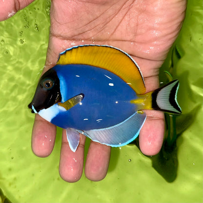 Powder blue tang 3” (Acanthurus leucosternon)