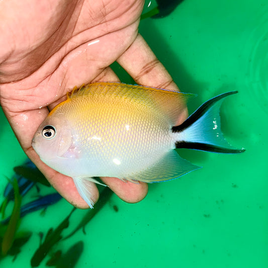 Swallowtail Angelfish 4” female (Genicanthus melanospilos)