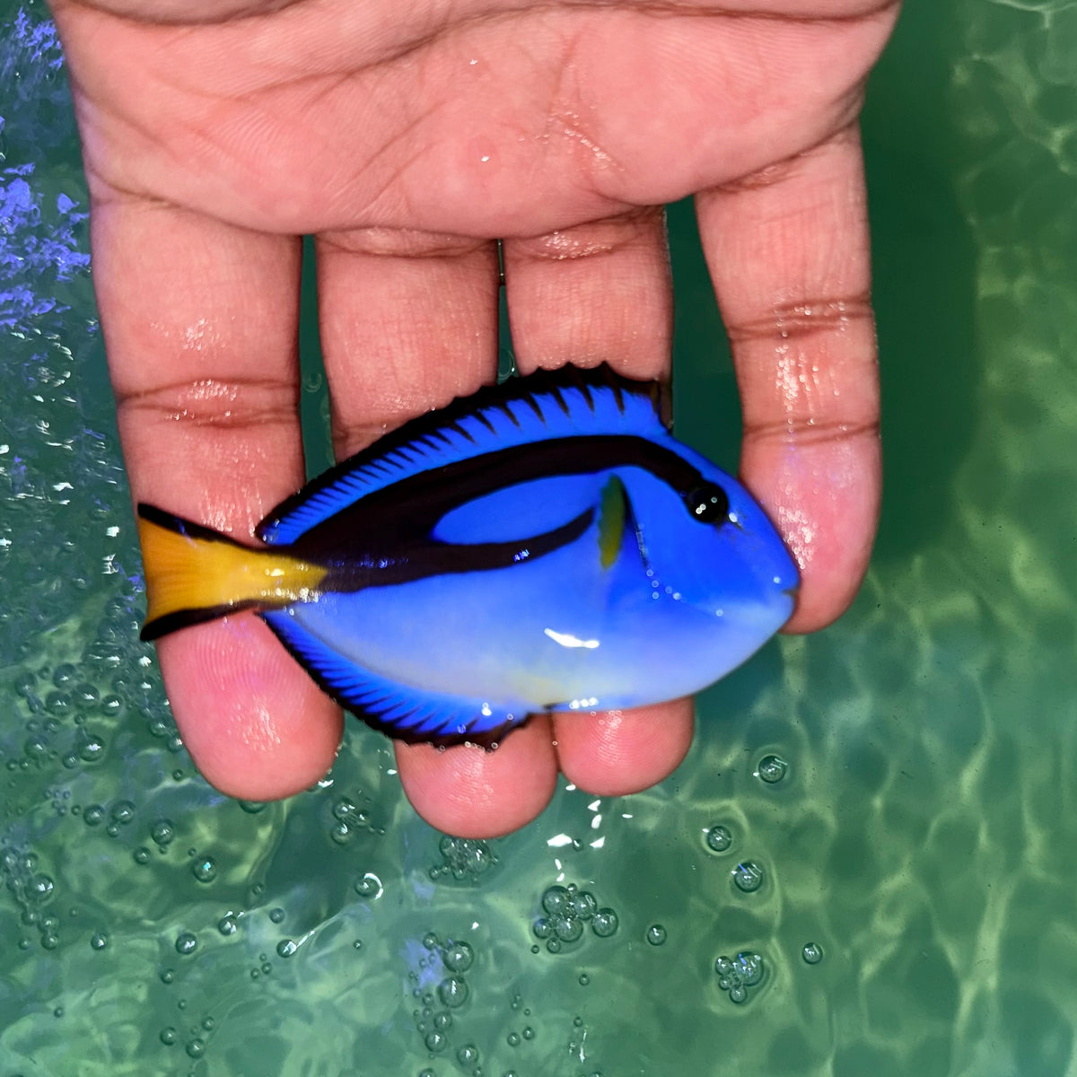 Yellow Belly Blue hippo tang 3” Africa (Paracanthurus hepatus var.)