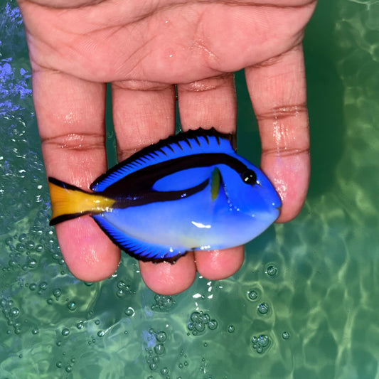 Yellow Belly Blue hippo tang 3” Africa (Paracanthurus hepatus var.)