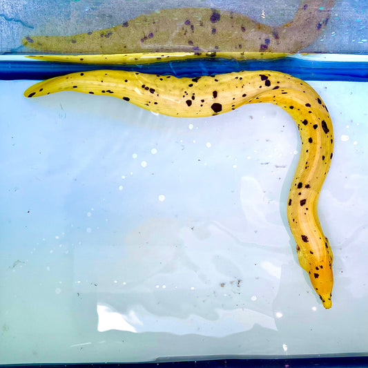 Banana Eel 12-14" (Gymnothorax miliaris)