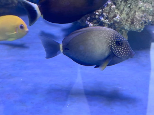 Maculiceps Tang 3-4”
(Acanthurus maculiceps)