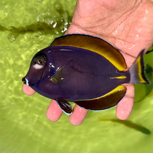 Hybrid powder blue tang 4-5”(Acanthurus leucosternon x nigricans)