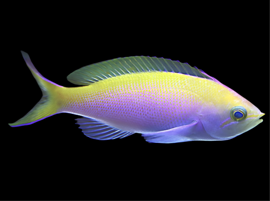 Bartlett's Anthias female 2-2.5”
(Pseudanthias bartlettorum)