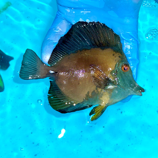 Koi Scopas Tang 4-4.5”
(Zebrasoma scopas)