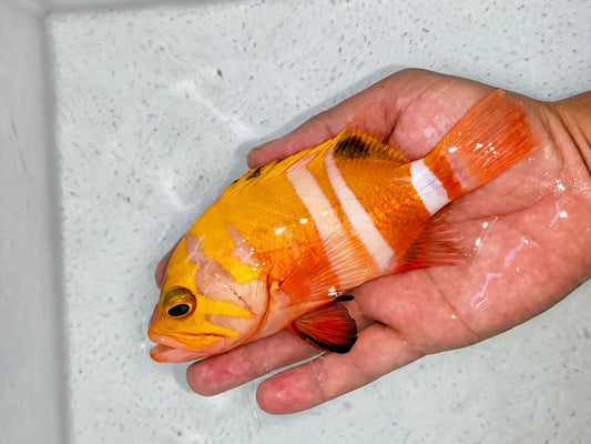 Neptune Grouper 7" (Cephalopholis igarashiensis)