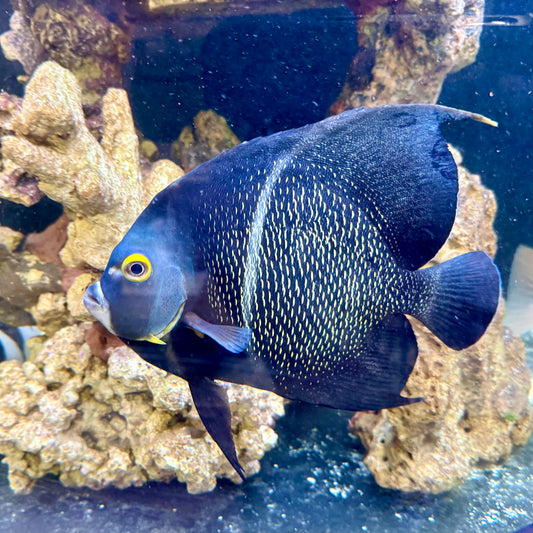 French angel 8-9” (Pomacanthus paru)