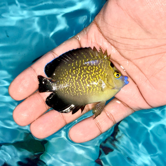Goldflake angel 3” (Apolemichthys xanthopunctatus)